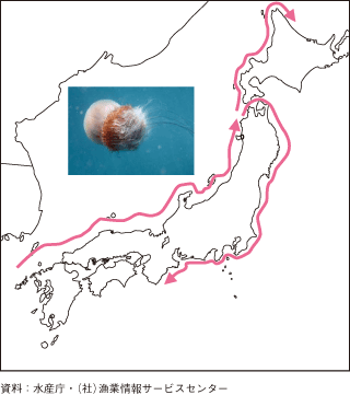 平成21年の大型クラゲの漂流経路