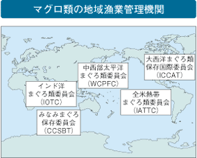 マグロ類の地域漁業管理機関