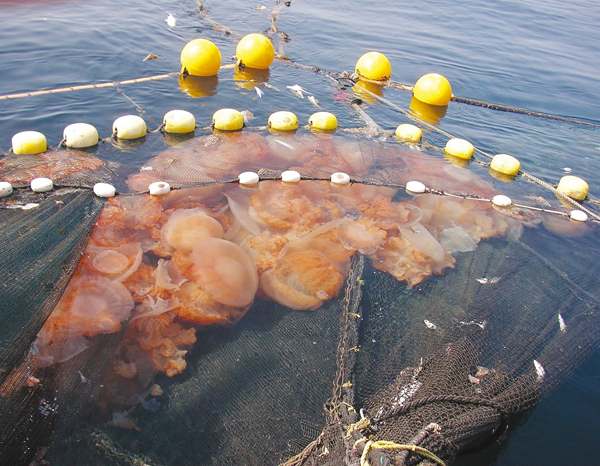 定置網に入網した大型クラゲ