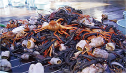 トロール網による漁獲物
