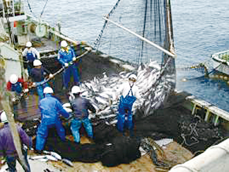 三陸沖の好漁場でカツオを漁獲するまき網漁船 水産庁/三陸沖の好漁場でカツオを漁獲するまき網漁船