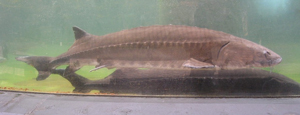 チョウザメ成魚