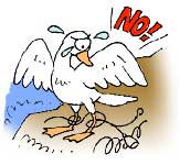 捨てた針や糸による野鳥の被害が増えています。持ち帰って処分しましょう。