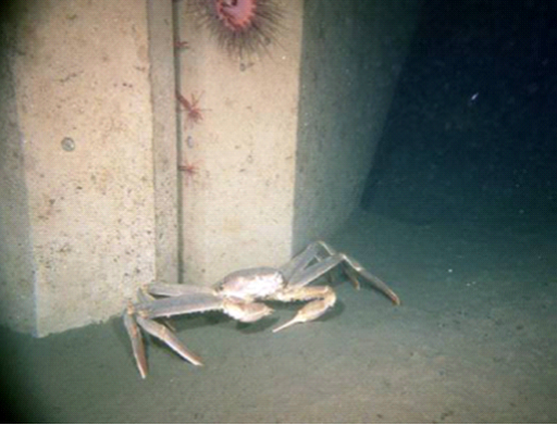 魚礁カニ