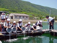 サワラ稚魚の放流