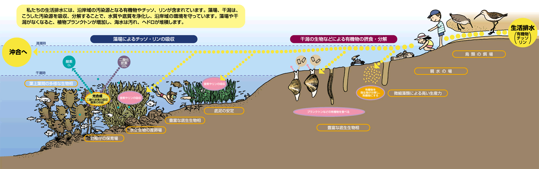 有明海の生きものたち : 干潟・河口域の生物多様性(佐藤正典 編