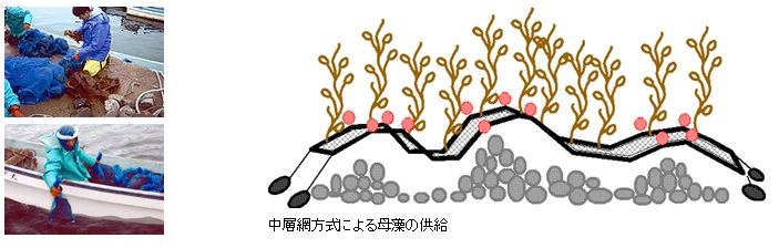 中層網方式による母藻の供給