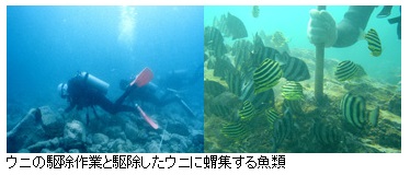 ウニの駆除作業と駆除したウニに蝟集する魚類