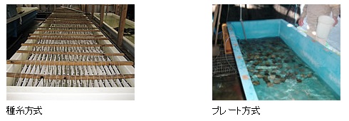 種糸方式とプレート方式 