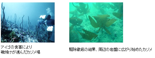 植食性魚類の駆除