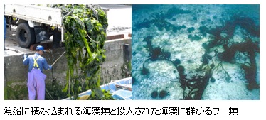 漁船に積み込まれる海藻類と投入された海藻に群がるウニ類