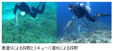 素潜りによる採取とスキューバ潜水による採取