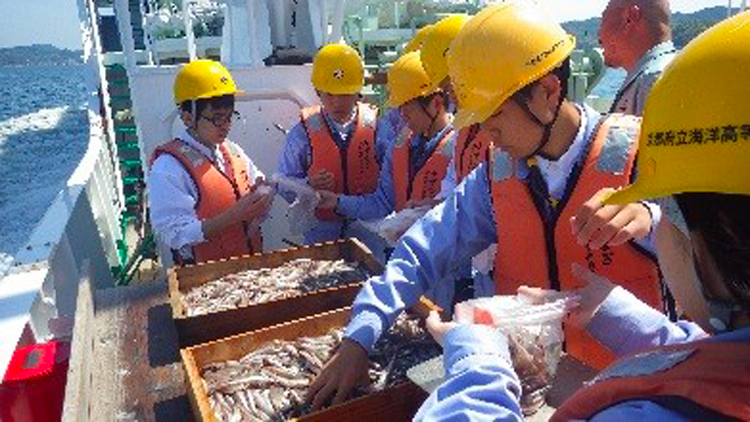 底びき網漁業の魚の選別の写真