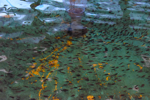 カワハギの稚魚の写真