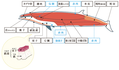 鯨製品の部位の写真