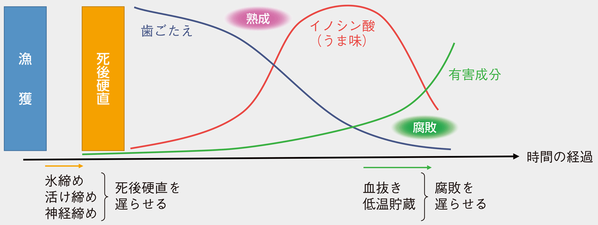 図:魚の死後の変化と処理方法の作用のイメージ