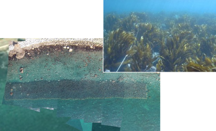 造成後に海藻類が繁茂している状況（黒い部分）