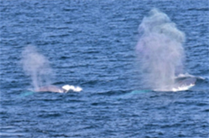 目視調査で確認されたシロナガスクジラの親子