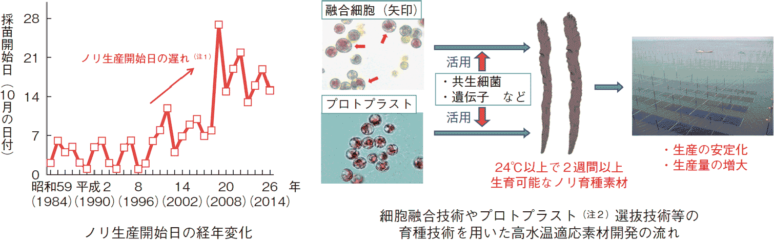 図表3-23 ノリ養殖における秋季高水温の影響評価と適応計画に基づく取組事例