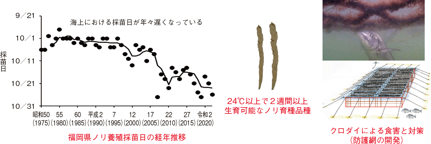 図表3-26 ノリ養殖における秋季高水温の影響評価と適応計画に基づく取組事例