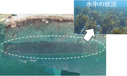 造成後に海藻類が繁茂している状況（黒い部分）