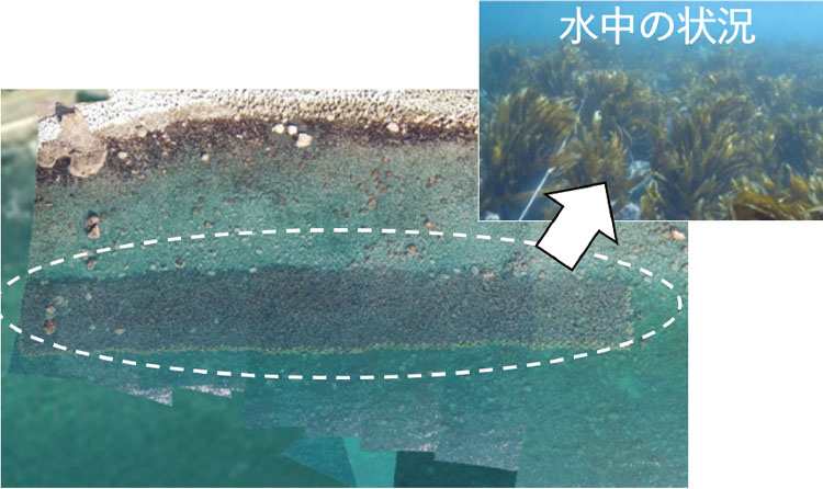 造成後に海藻類が繁茂している状況（黒い部分）