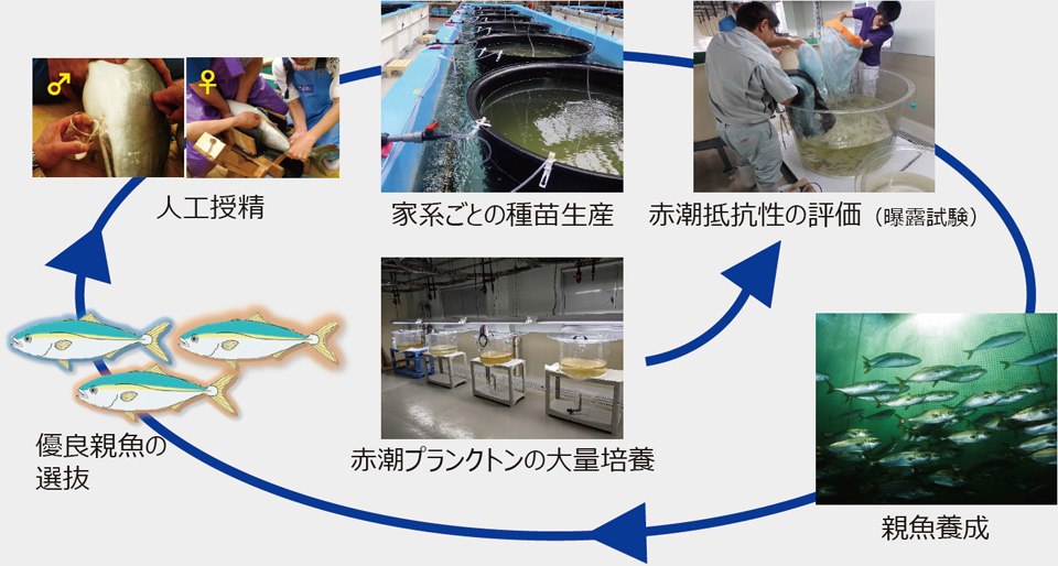ブリの養殖における赤潮抵抗性品種の選抜育種サイクル