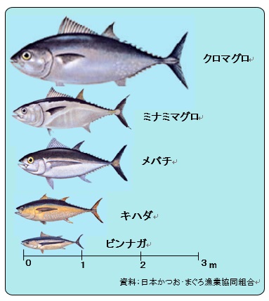 マグロの種類