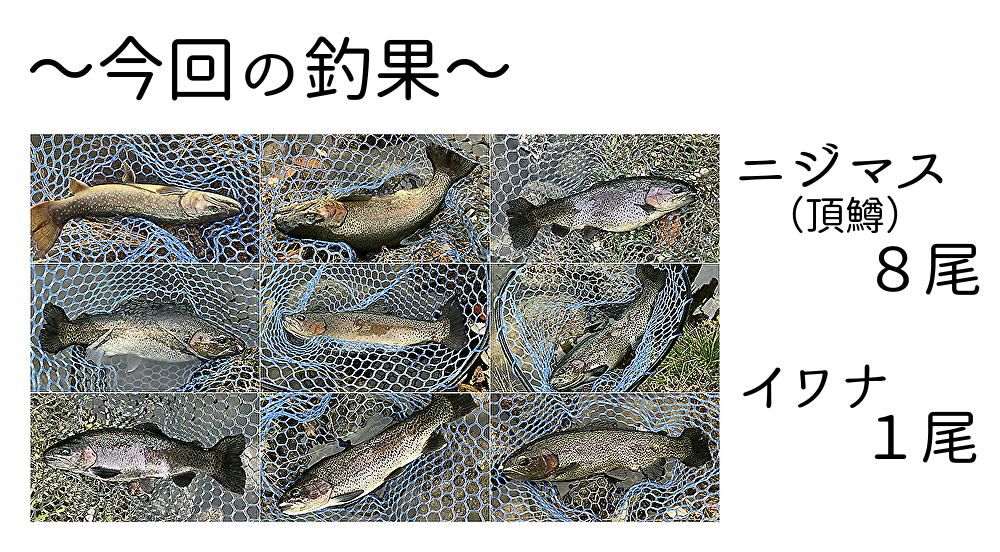 今回の釣果