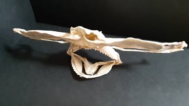 シュモクザメの骨格