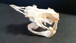フトツノザメの骨格