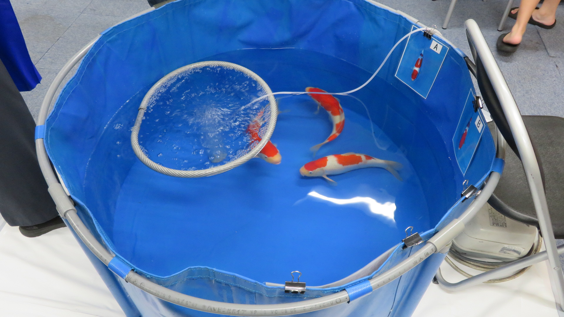 ３匹の鯉