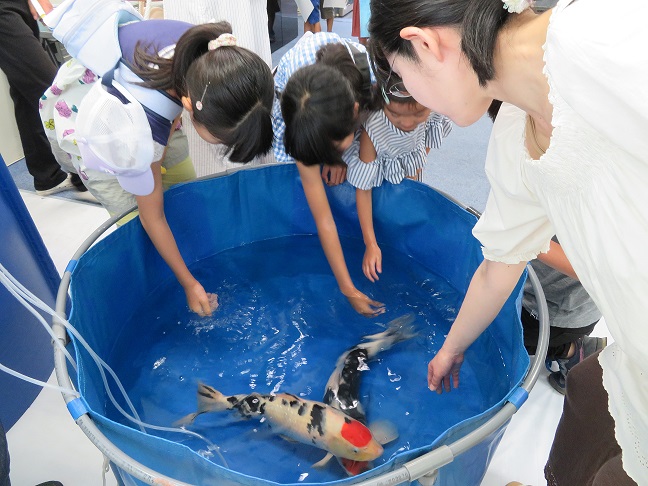 錦鯉に触れてみよう!の様子