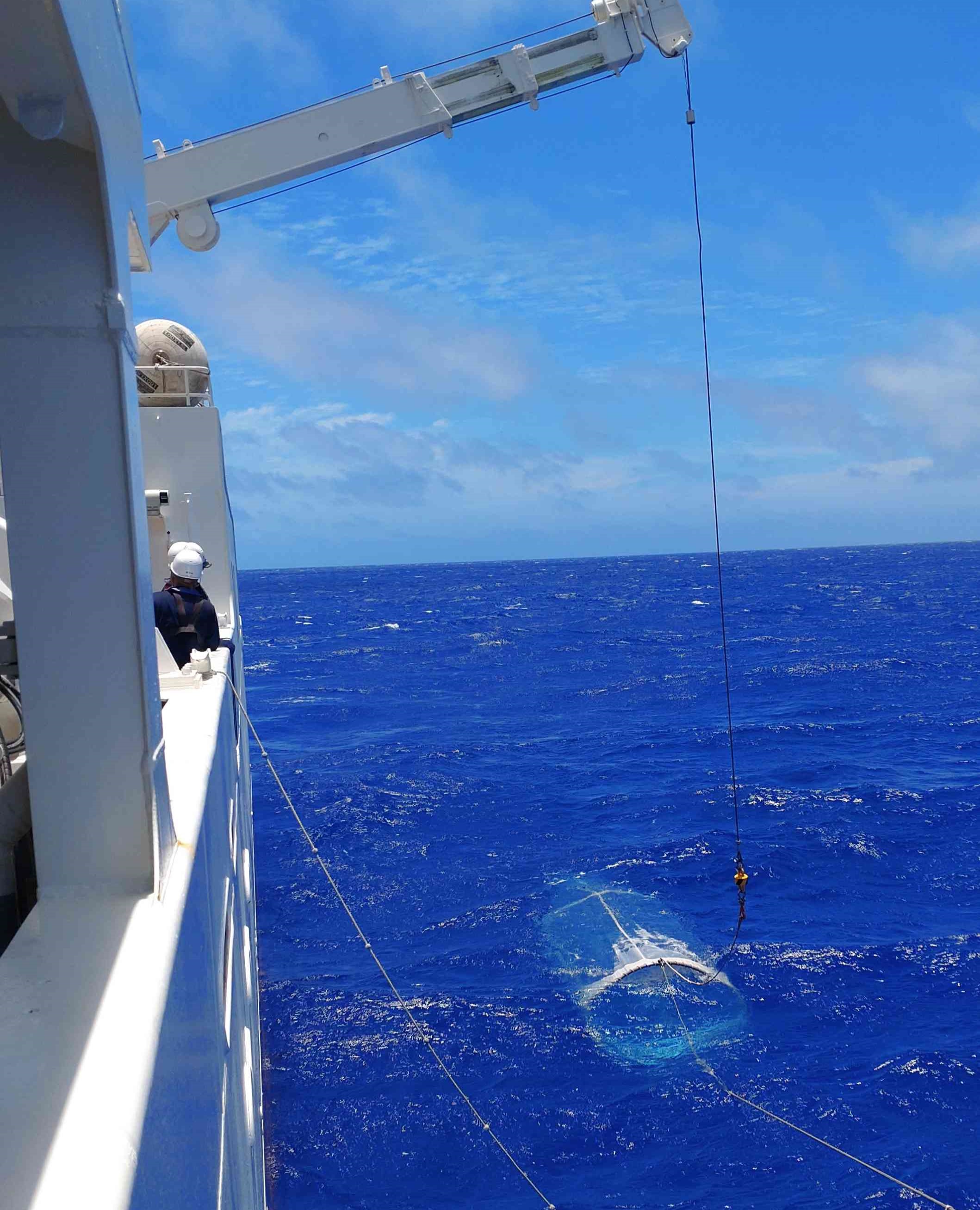 リングネットによる仔魚採集の様子
