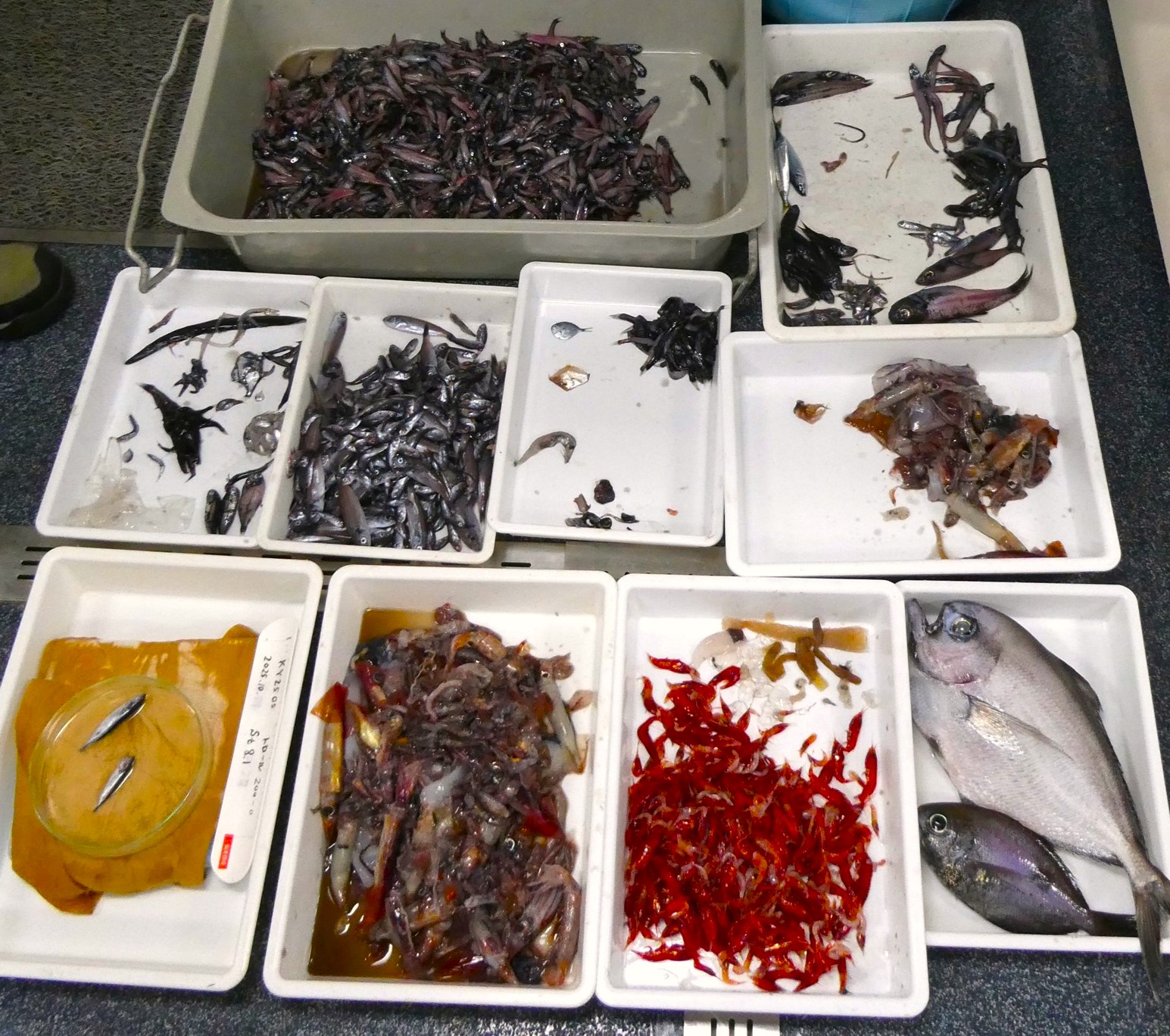 中層トロールによる漁獲物