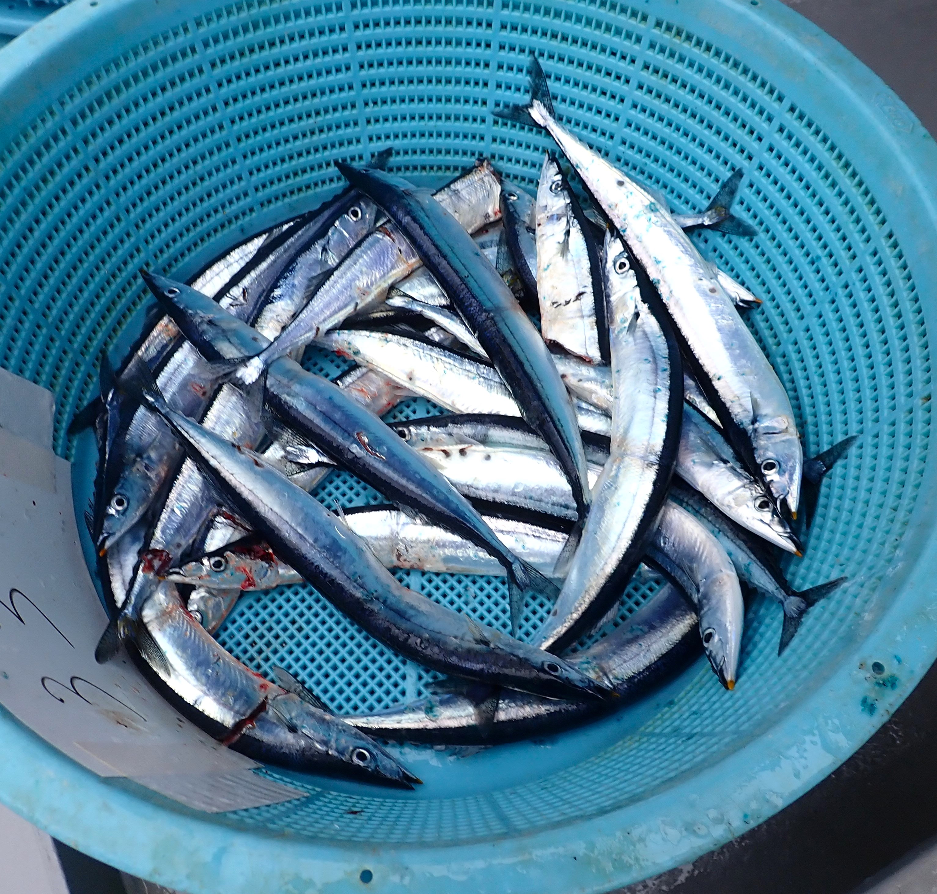流し網で採集されたサンマ