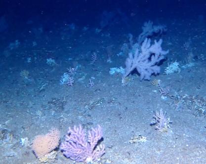 確認された冷水性サンゴ類