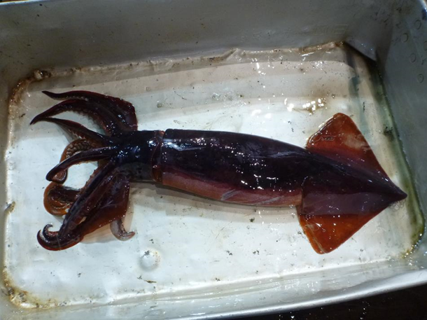 採集されたアカイカ