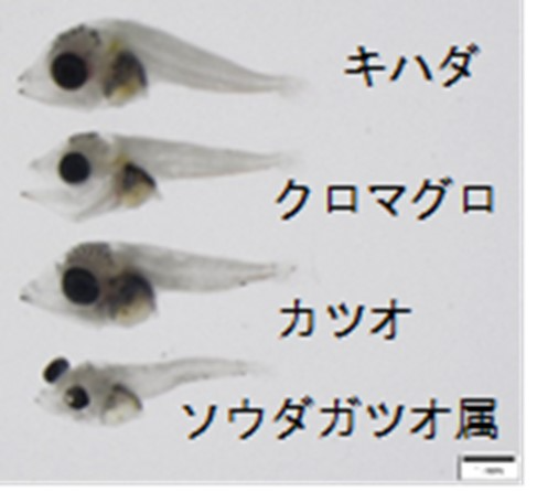 リングネットで得られたマグロ類仔稚魚