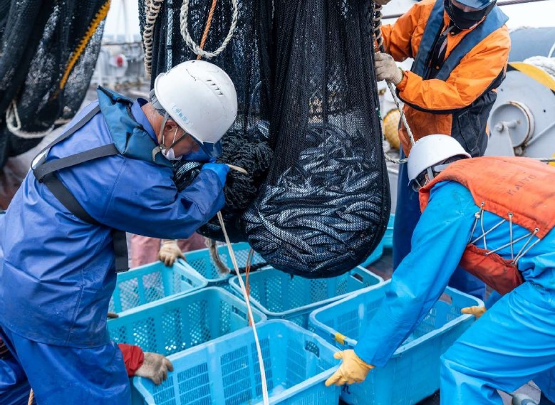 表層トロールによる漁獲物