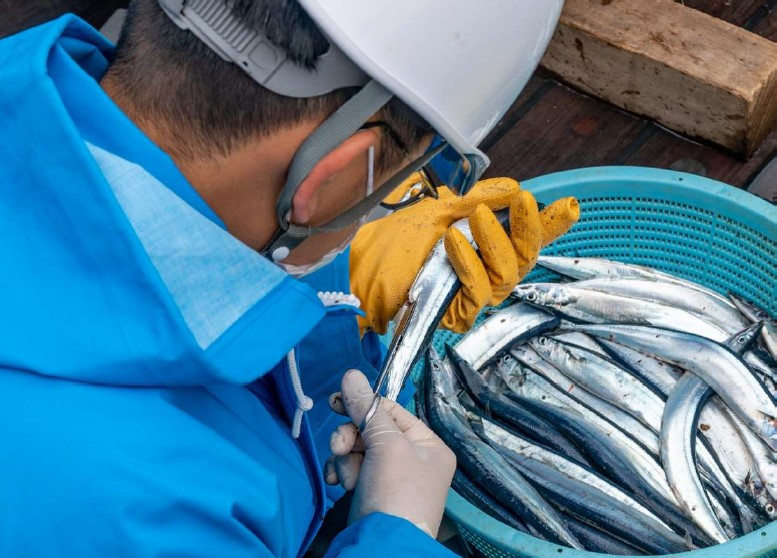 サンマの生殖腺の確認 