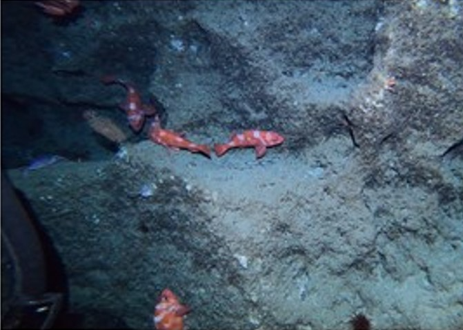 海底にて観測された多様な生物