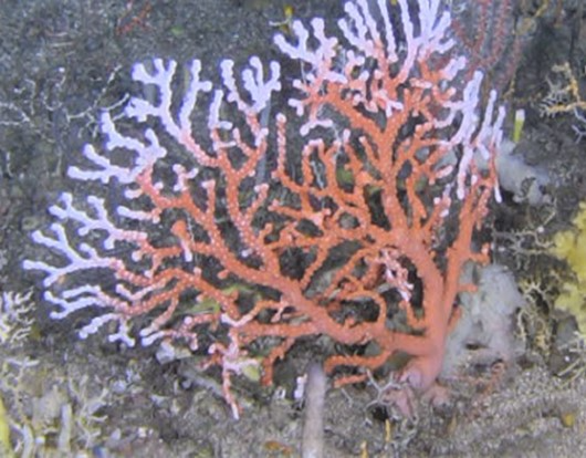  確認された宝石サンゴ