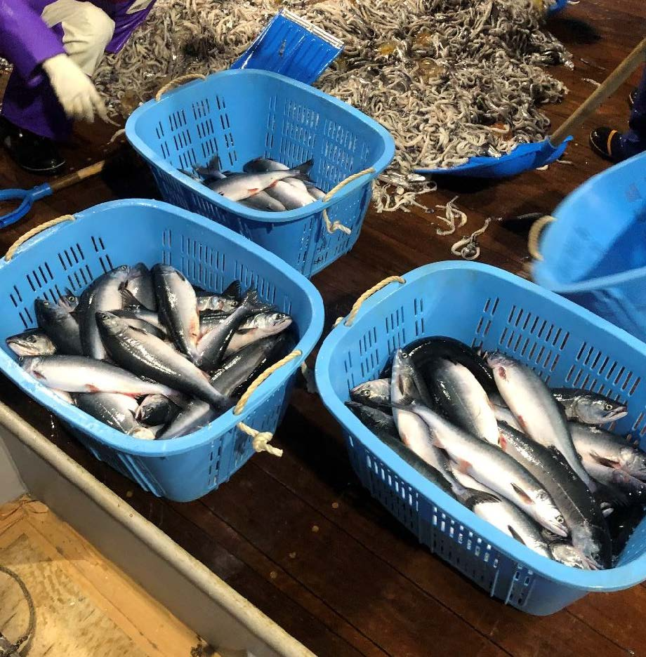 漁獲されたマス類