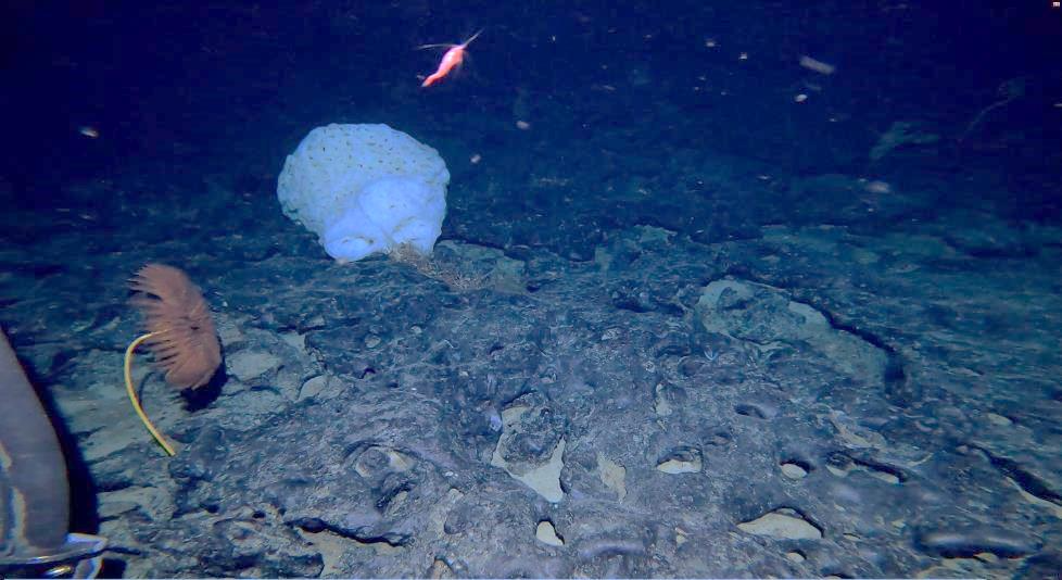 海底にて観測された多様な生物 