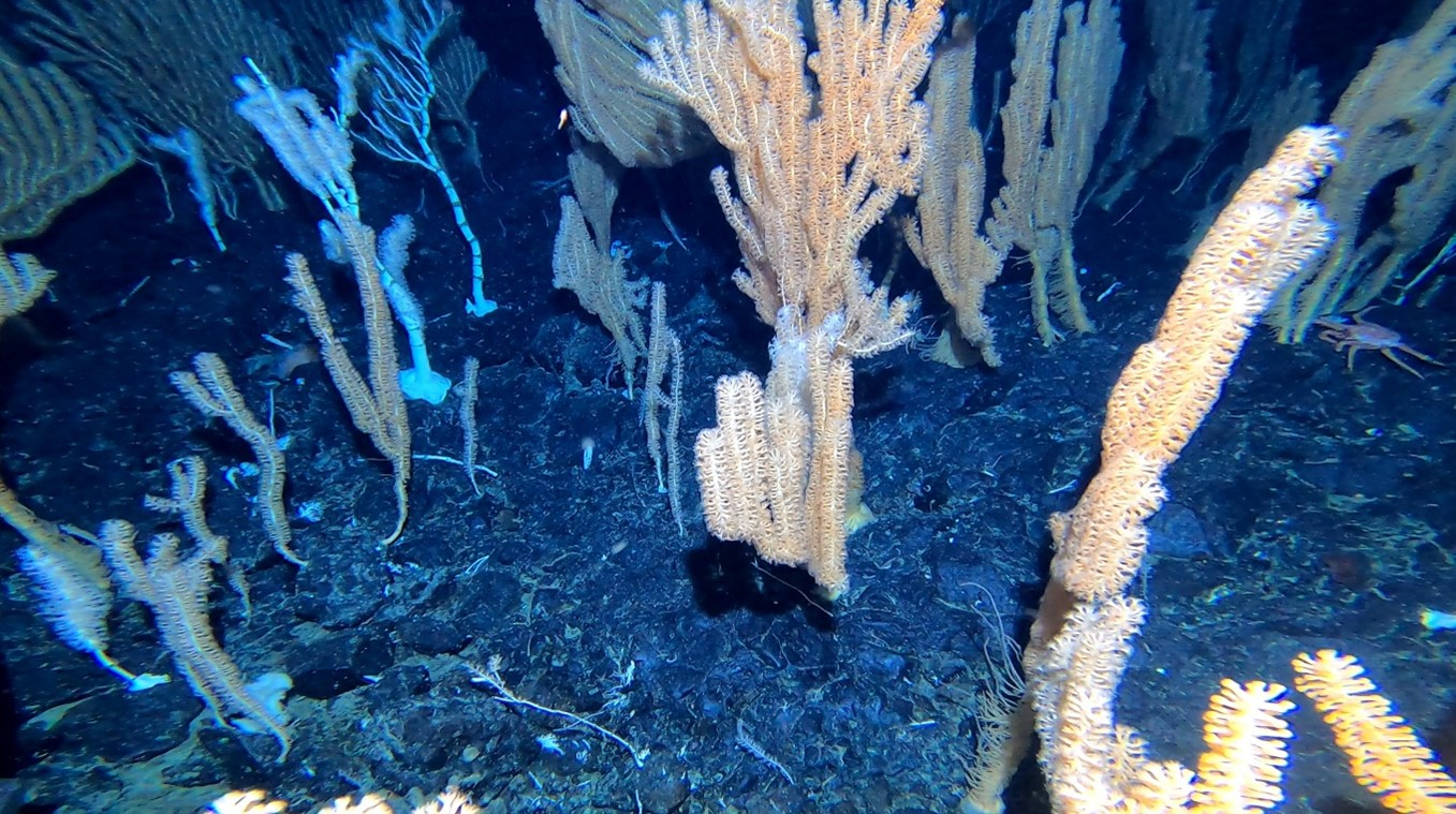 観測された冷水性サンゴ類