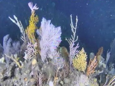 観測された宝石サンゴの漁場環境