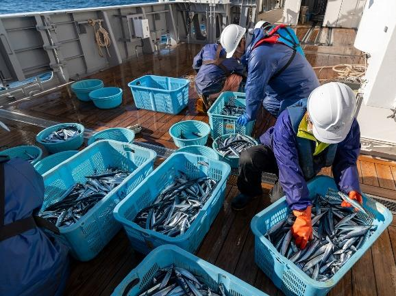 漁獲された小型浮魚類の仕分け