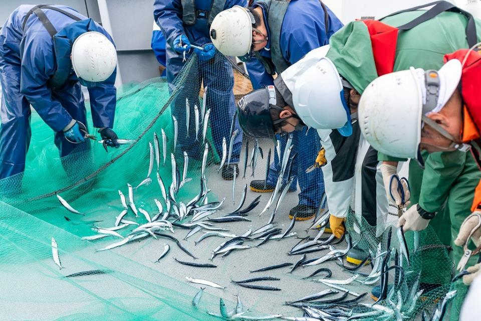  大量に漁獲されたサンマ 
