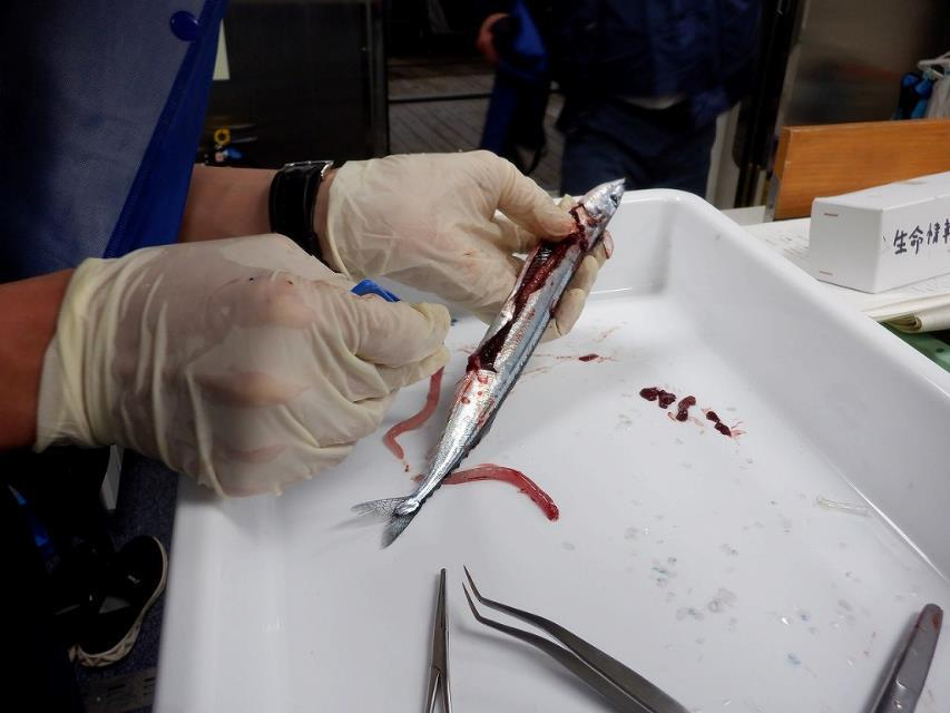 サンマ生殖腺の採取